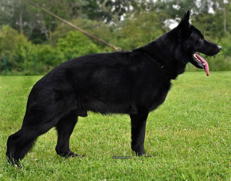 schwarzer Schäferhund, Raptor im Profil, Hintergrund Natur unscharf