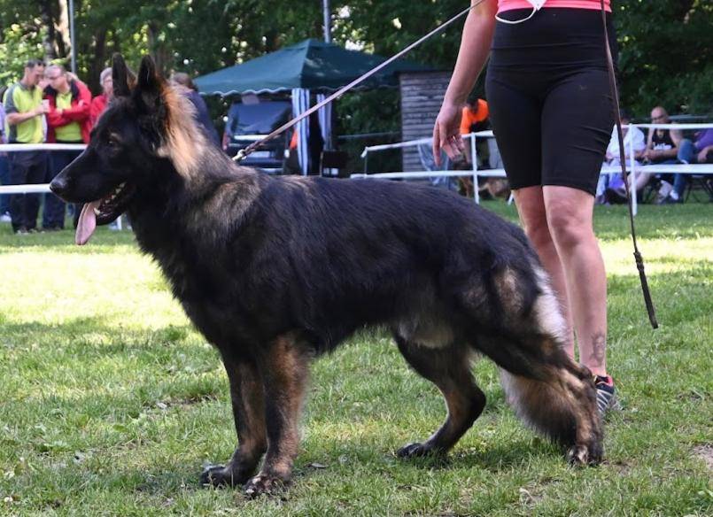 Schäferhund Varg im Profil,  an der Leine einer Hundeführerin, im hintergrund unscharf Teilnehmer einer Veranstaltung